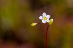 Drosera rotundifolia