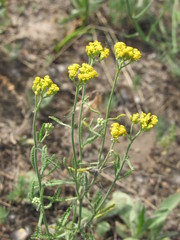 Achillea micrantha