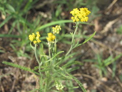 Achillea micrantha
