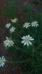 Mentzelia decapetala