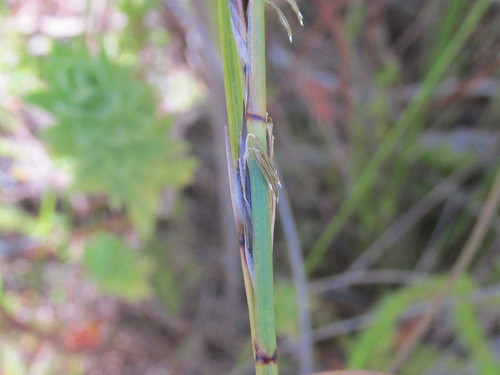 Image of Schoenus neovillosus by (c) douglaseustonbrown, some rights reserved (CC BY-SA)