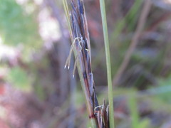 Schoenus neovillosus