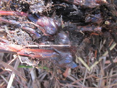 Schoenus neovillosus