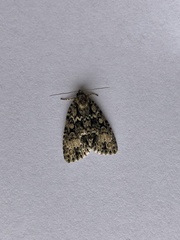 Acronicta fragilis