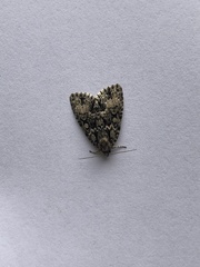 Acronicta fragilis