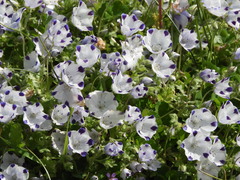 Nemophila maculata