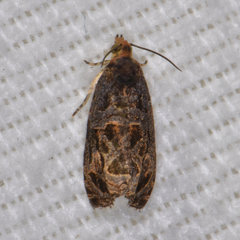 Olethreutes tilianum