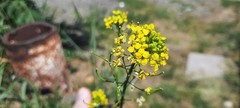 Brassicaceae