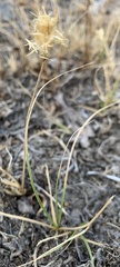 Carex douglasii