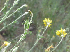 Tragopogon ucrainicus