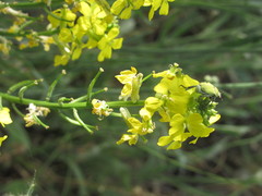 Erysimum canum