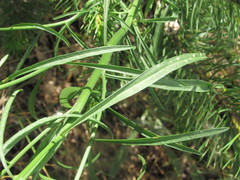 Erysimum canum