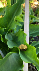 Hyperolius horstockii