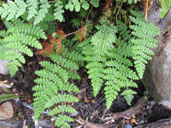 Hypolepis millefolium