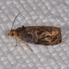 Olethreutes tilianum