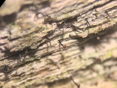 Chaenotheca xyloxena