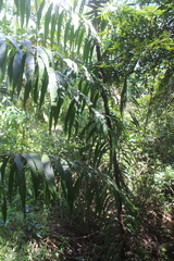 Desmoncus orthacanthos