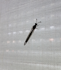 Distoleon tetragrammicus