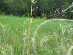 Stipa borysthenica
