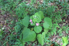 Pavonia malacophylla