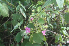 Pavonia malacophylla