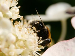 Eristalis intricaria