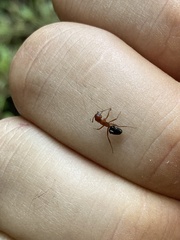 Camponotus sayi