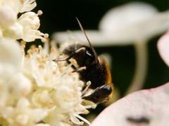 Eristalis intricaria