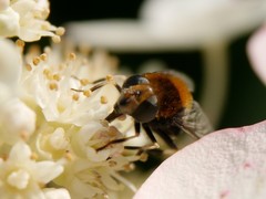 Eristalis intricaria