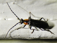 Rhagonycha lineola