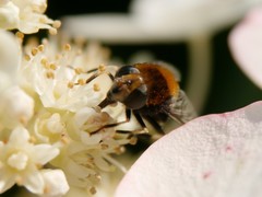 Eristalis intricaria