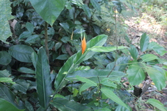 Heliconia aurantiaca