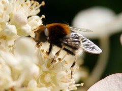 Eristalis intricaria