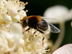Eristalis intricaria