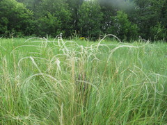 Stipa borysthenica