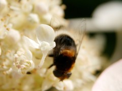 Eristalis intricaria