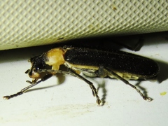 Podabrus flavicollis
