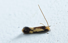 Isocorypha mediostriatella