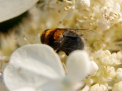 Eristalis intricaria