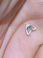 Glaphyria fulminalis