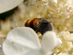 Eristalis intricaria