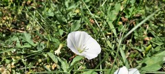 Convolvulus arvensis