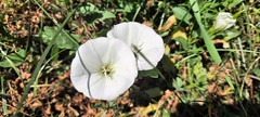 Convolvulus arvensis