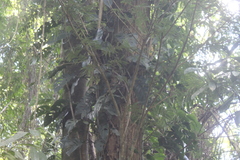 Monstera acuminata