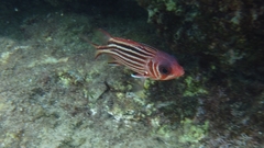 Sargocentron rubrum