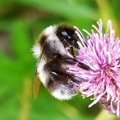Bombus patagiatus
