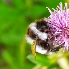 Bombus patagiatus