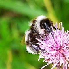 Bombus patagiatus