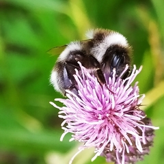 Bombus patagiatus