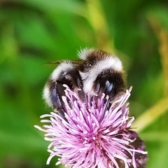 Bombus patagiatus